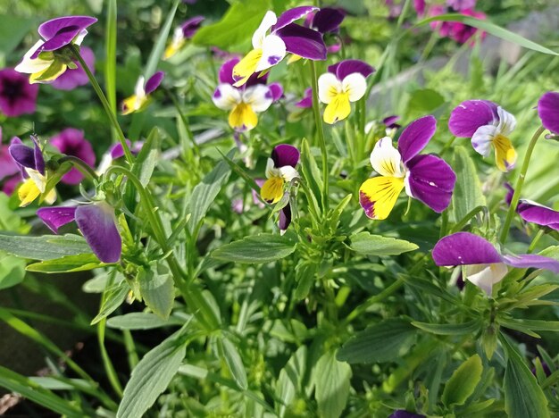 beautiful delicate colorful flowers violas in the garden