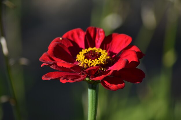 Beautiful delicate flowers grow in the garden