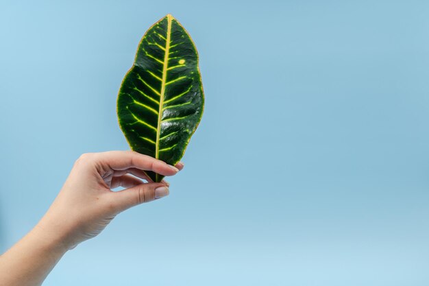 Beautiful delicate hand holding green leaf on blue background Spa