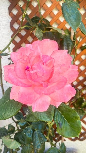 Beautiful and delicate pink rose on the rosebush in the garden