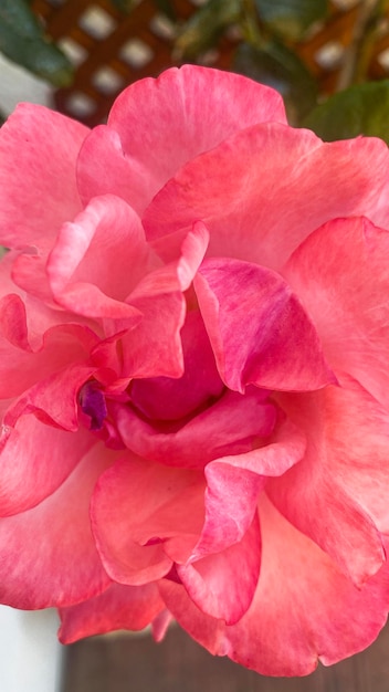 정원의 장미 덤불에 있는 아름답고 섬세한 분홍 장미