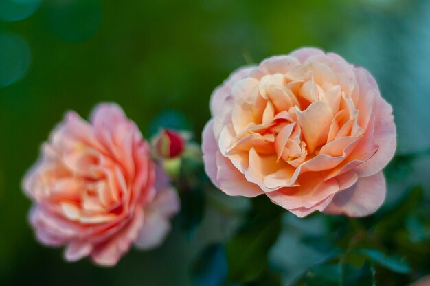 Beautiful delicate rose flowers closeup and blurry soft focus