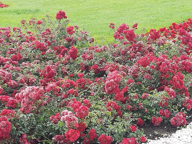 Beautiful delicate rose flowers in the garden