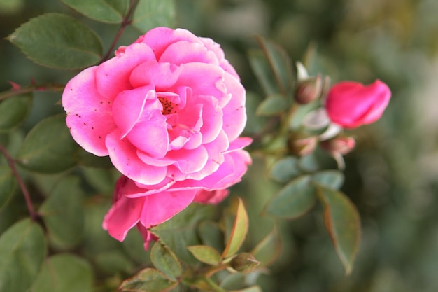 Foto una bella rosa delicata sorprende con la sua eleganza, bellezza e tenerezza