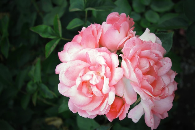 美しい繊細な春の花のクローズアップの花ピンクのバラ