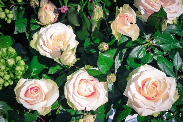 Красивый нежный весенний цветок цветы розовые розы