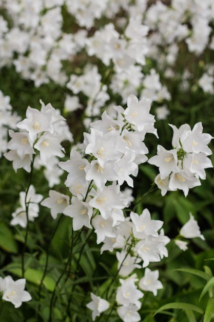 美しい繊細な白い鐘の花