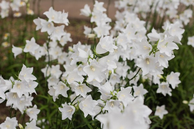 美しい繊細な白い鐘の花