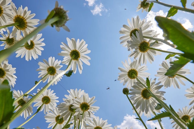 beautiful delicate white daisies against the blue sky on a sunny and clear day view from below good mood happiness