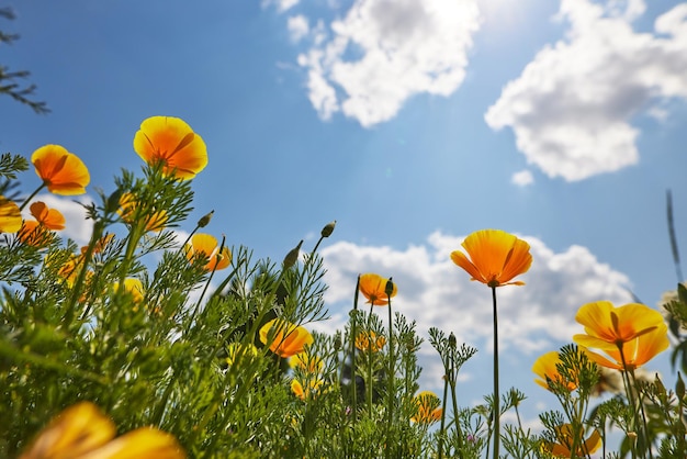 beautiful delicate white daisies against the blue sky on a sunny and clear day view from below good mood happiness