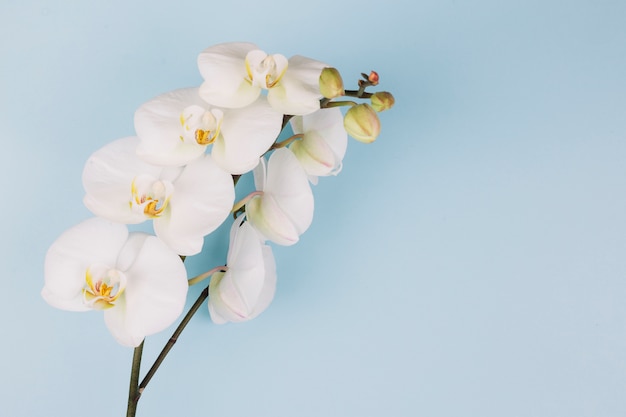 写真 青の背景に美しい繊細な白い蘭の花の枝