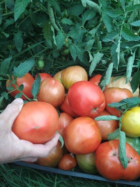 beautiful delicious juicy ripe tomatoes harvest in a box in the garden summer