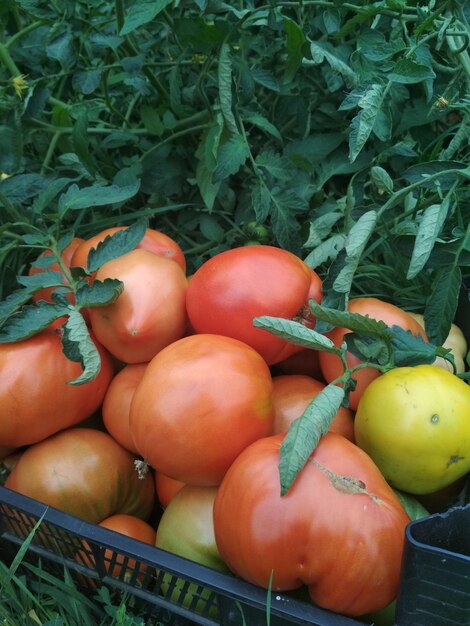 beautiful delicious juicy ripe tomatoes harvest in a box