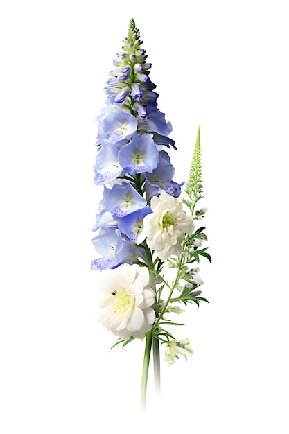 흰색 배경에 아름다운 Delphinium