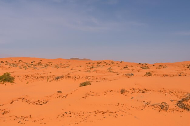 Beautiful desert background