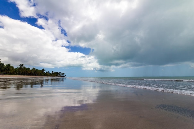 Beautiful deserted beach with sky reflection in the sand and palm trees in the background