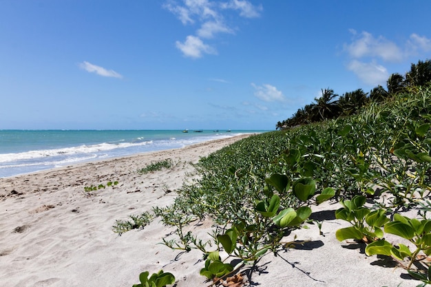 Beautiful deserted beach with vegetation in the foreground and blue sky in the background