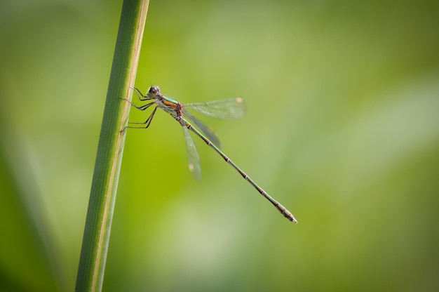 Beautiful detail of Lestes sponsa dragonfly