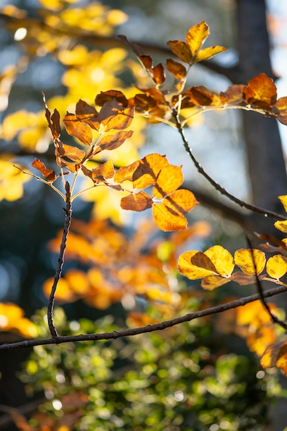 Photo beautiful detail in wild forest