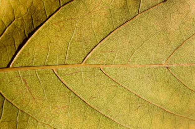 아름답고 상세한 매크로 잎