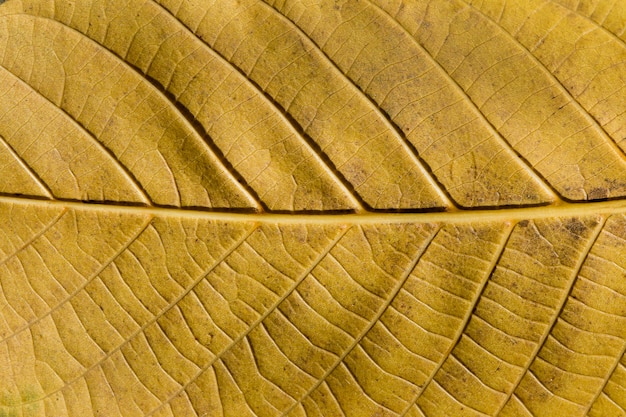 Beautiful and detailed macro leaf