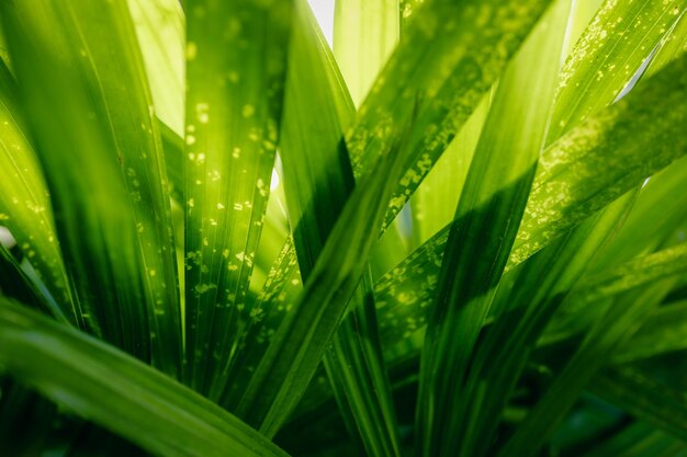 Beautiful details of palm leaves for natural background