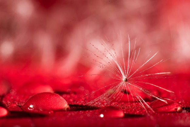 Photo beautiful dewdrops on a dandelion