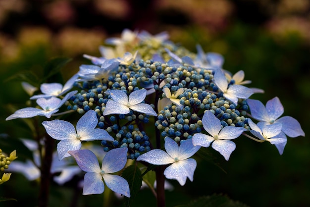 Beautiful Different types of Flowers Green Nature background Top View Macro Shot Valentine's Day