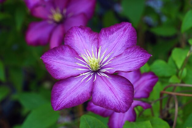 Beautiful Different types of Flowers Green Nature background Top View Macro Shot Valentine's Day