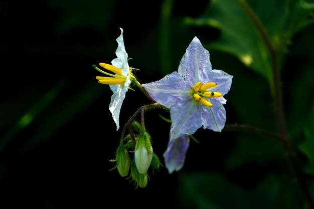 Beautiful Different types of Flowers Green Nature background Top View Macro Shot Valentine's Day