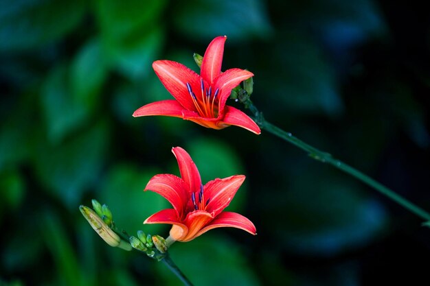 美しいさまざまな種類の花緑の自然の背景上面マクロ撮影バレンタインデー