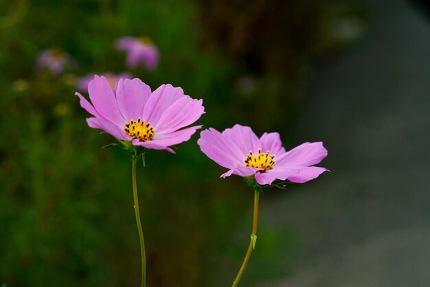 Beautiful Different types of Flowers Green Nature background Top View Macro Shot Valentine's Day