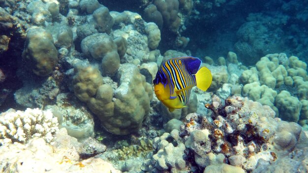 Beautiful, diverse and interesting fish living on the gorgeous reefs of the Red Sea.