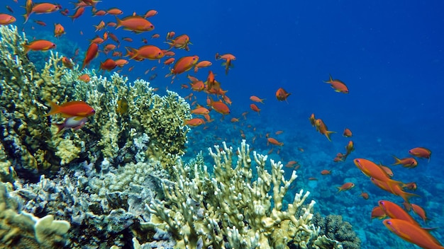 紅海の豪華なサンゴ礁に生息する、美しく多様で興味深い魚。
