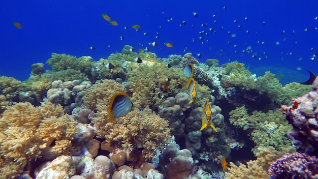 紅海の豪華なサンゴ礁に生息する、美しく多様で興味深い魚。