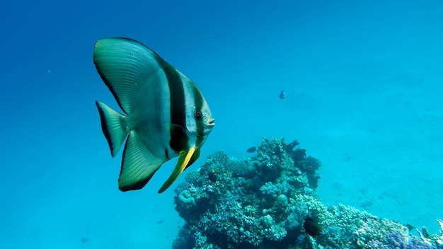 Beautiful, diverse and interesting fish living on the gorgeous reefs of the red sea