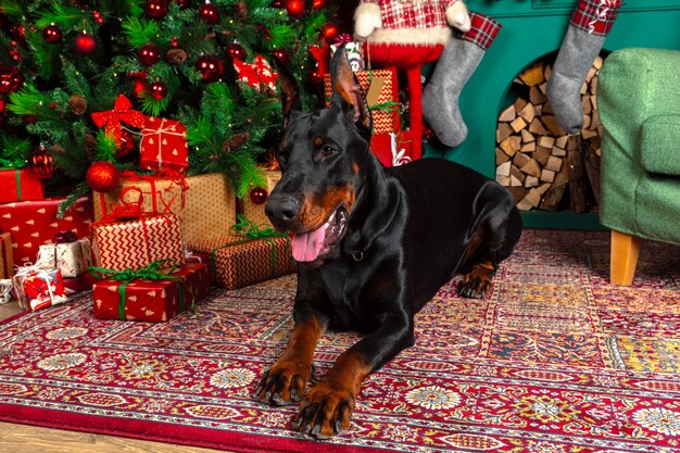 クリスマスの装飾と美しいドーベルマン犬