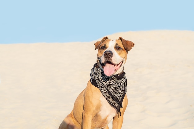 Foto bel cane in bandana si siede nella sabbia all'aperto. cucciolo di staffordshire terrier carino in spiaggia sabbiosa o deserto in una calda giornata estiva