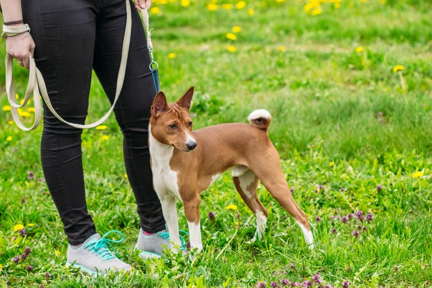 Beautiful dog Basenji at the feet of the mistress