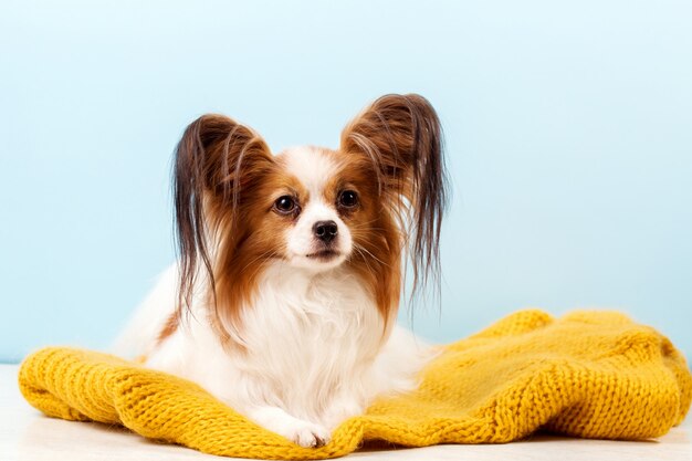 Beautiful dog breed papillon