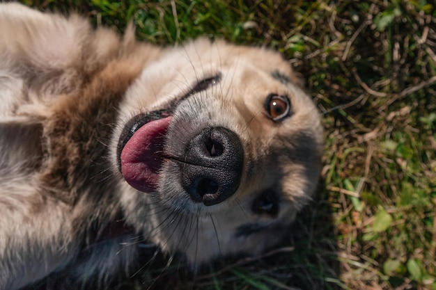 美しい犬のクローズアップ晴れた日