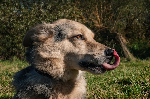 美しい犬のクローズアップ晴れた日