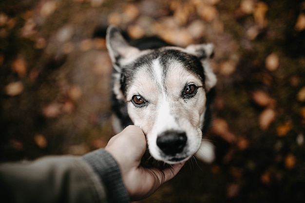 beautiful dog in the fall is sad with a man