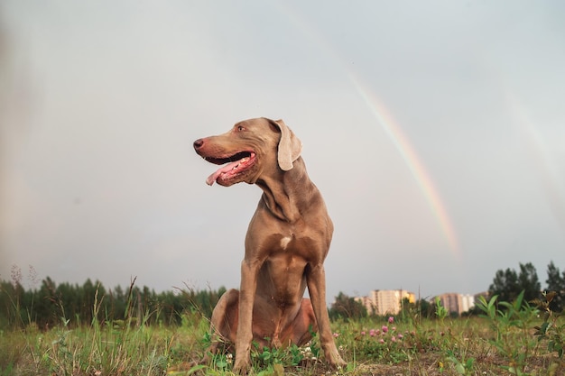 フィールドの美しい犬