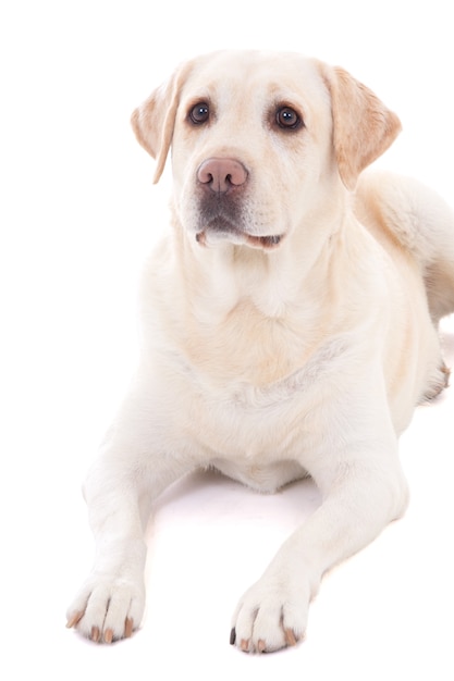 Beautiful dog (golden retriever) lying isolated on white background