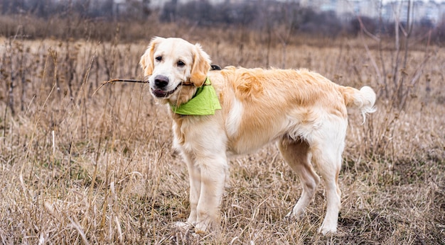 Beautiful dog holding stick in mouth on field