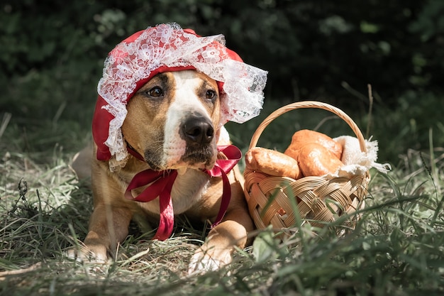 写真 小さな赤い帽子のハロウィーンのおとぎ話の衣装を着た美しい犬。緑の森を背景に赤ずきんのホールドキャップとペストリー付きバスケットでポーズをとるかわいい子犬の肖像画