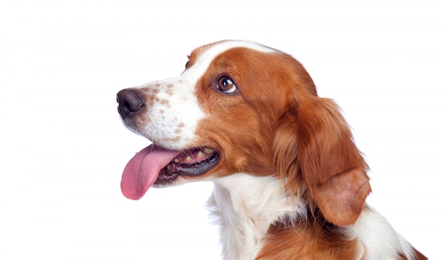 beautiful dog isolated o