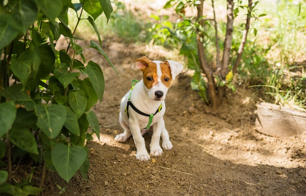 自然の中で美しい犬ジャックラッセルとカメラを見て