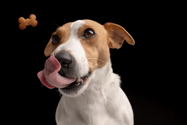 아름다운 개 잭 러셀 테리어 (Jack Russell Terrier) 는 검은색 배경에서 음식을 기다리는 입술을 <unk>다.